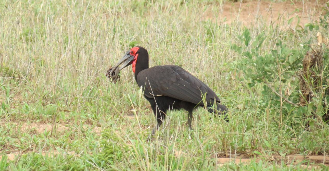 Bird watching safari