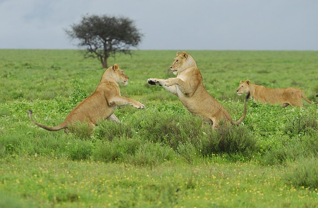 Katavi National Park