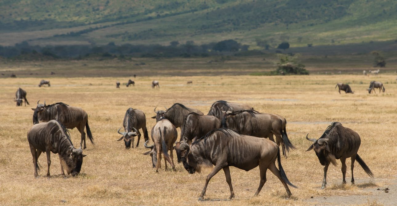 Serengeti National Park