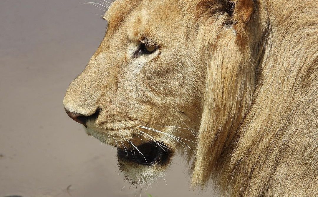 Timing the Thrill: Best Seasons and Regions for Big Cat Sightings in Tanzania