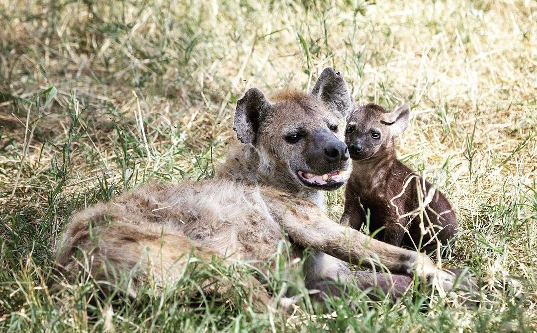 Saadani National Park