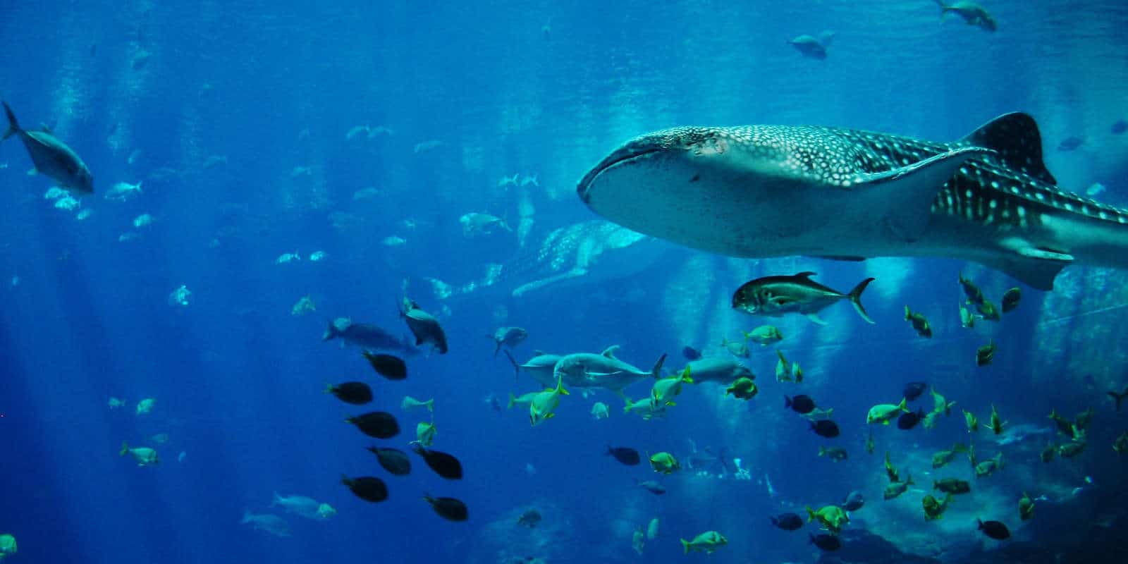 Diving-in-Zanzibar-with-whale-shark