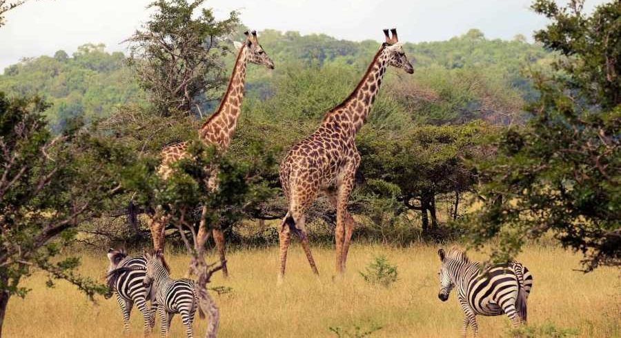 3 Days Nyerere National Park [Selous] Safari