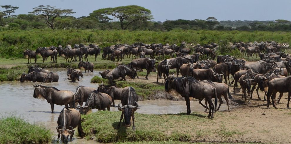 3 Days Serengeti & Lake Eyasi Private Safari