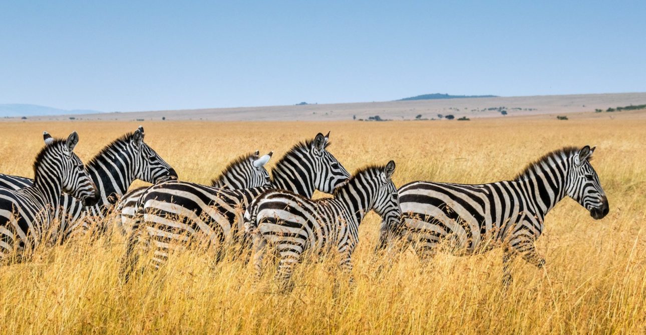 Mikumi National Park