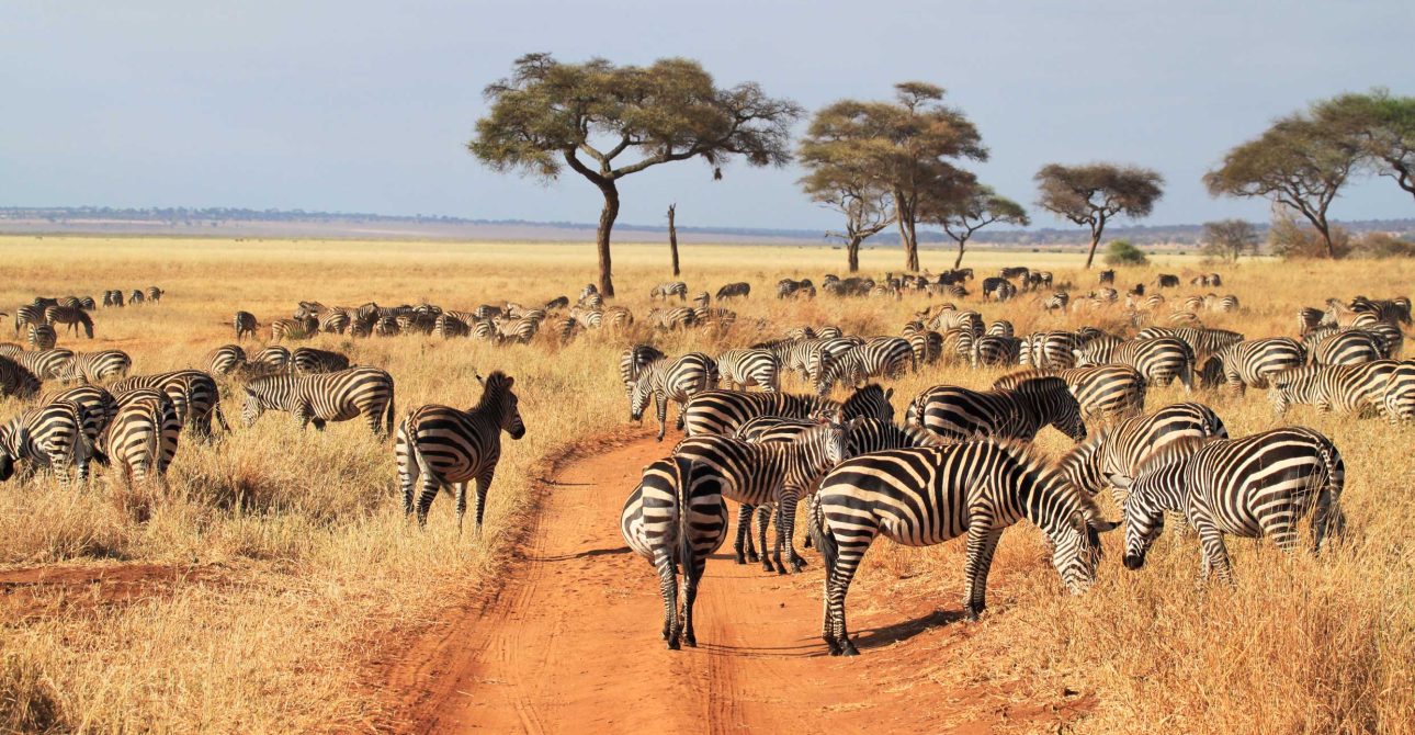 Tarangire National Park