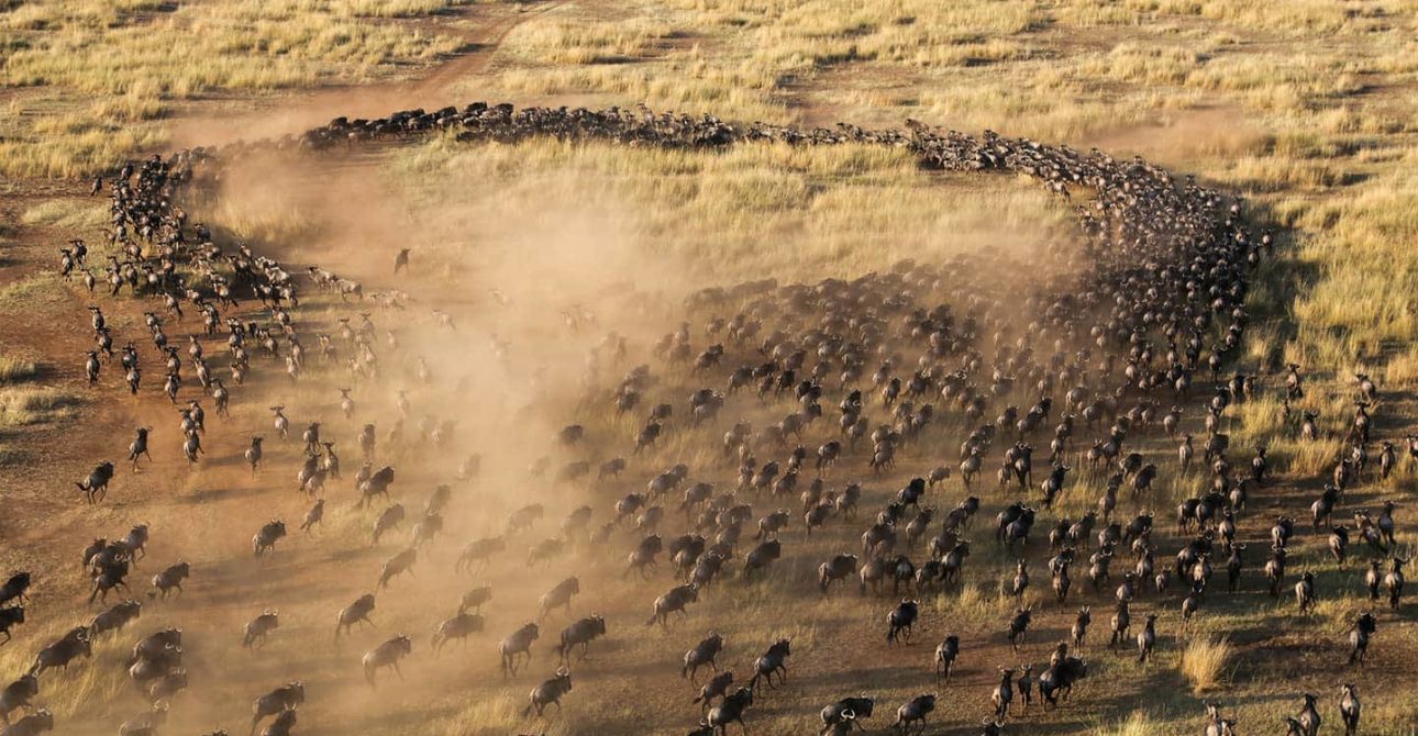 Witnessing Nature’s Grand Spectacle: The Great Migration in Serengeti