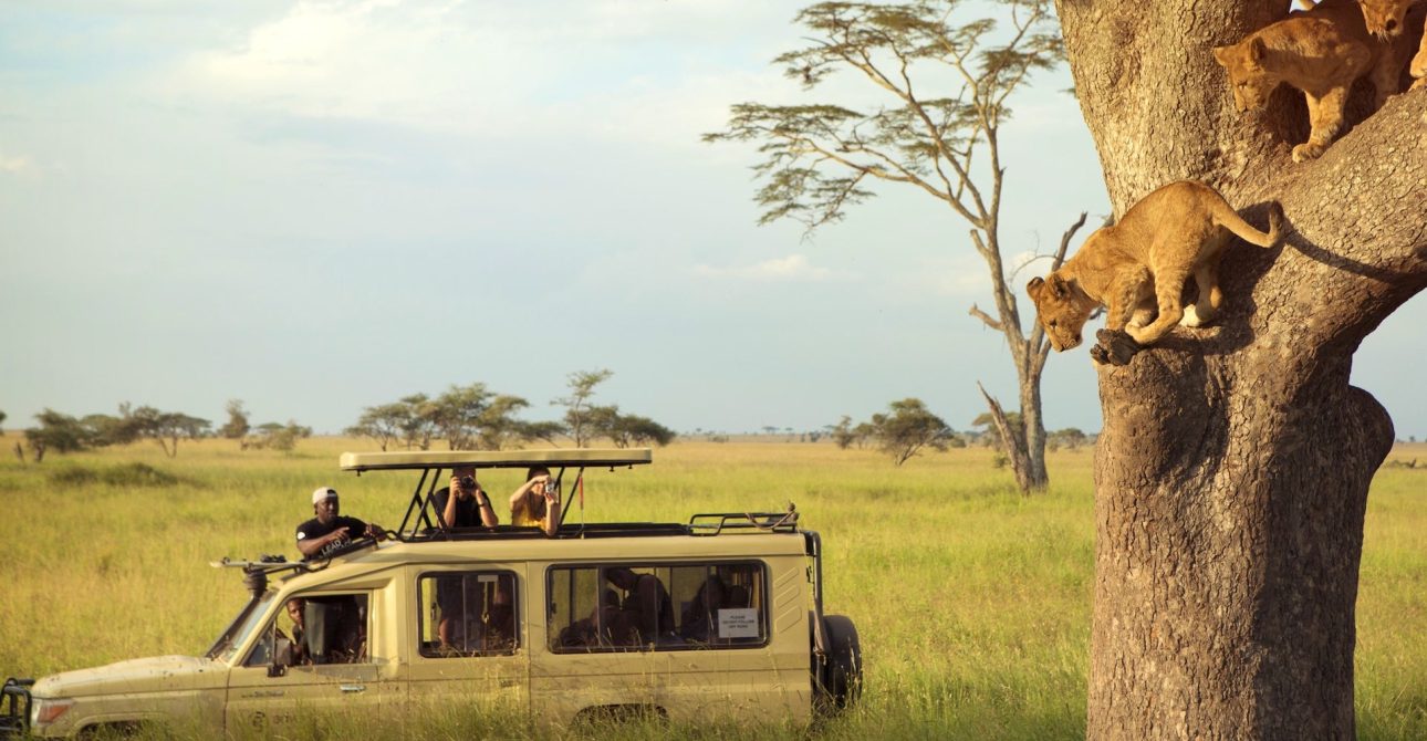 Timing Your Tanzanian Safari: The Best Seasons to Embark on a Wildlife Adventure