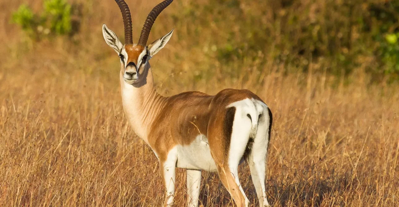 Antelopes of the Serengeti: Exploring the Diversity of Wildlife.