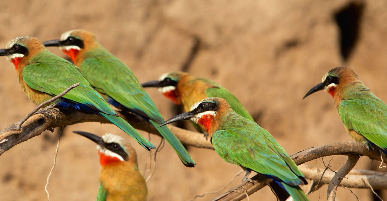 Wings of Tanzania: A Birdwatcher’s Paradise